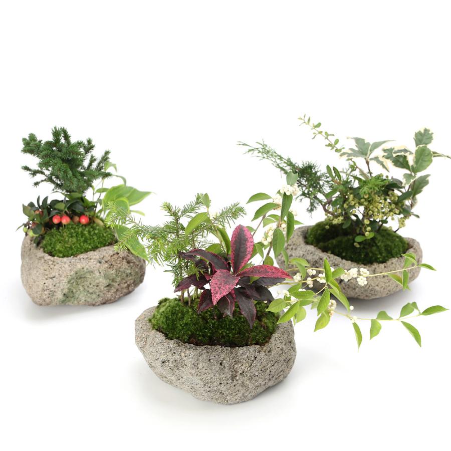 チャーム（charm） （山野草）苔盆栽 クリスマスカラーの寄せ植え 白