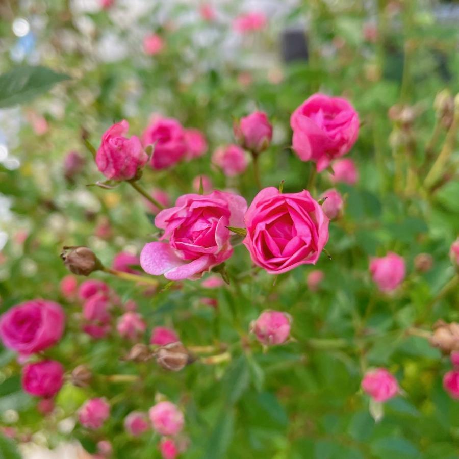 植物/挿し木苗/マイクロミニバラ ミサキ みさき 9cmポット(M)1苗