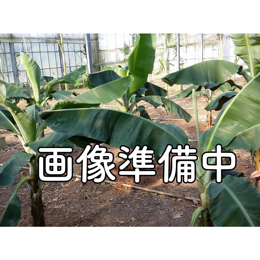 バナナ苗 ドワーフブラジリアン（矮性のマッサン、アップル） : ちた