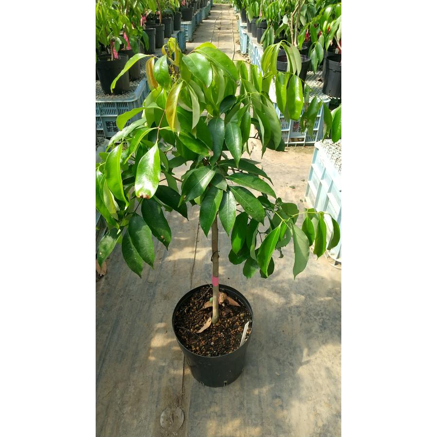 ライチ苗 品種：ノーマイチ 取木苗（糯米ライチ） : ちたフルーツ