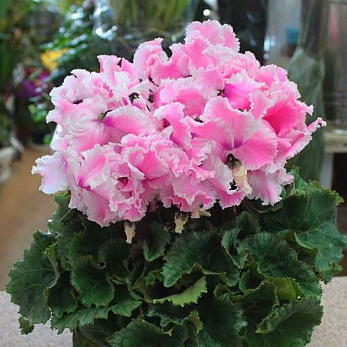 シクラメン ルチア ピンク 5号鉢植え かご付き 花弁の形が珍しい 誕生