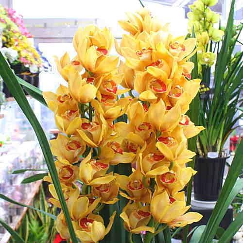 シンビジューム（シンビジウム）鉢植え オレンジ色 4本立て 誕生日