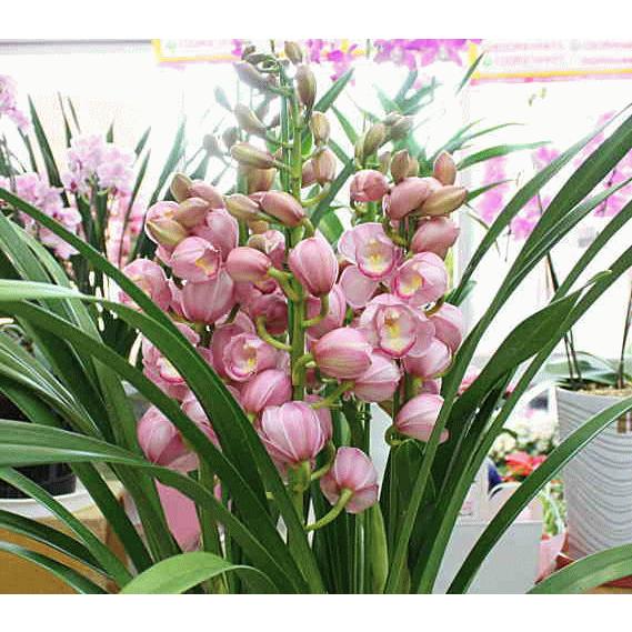 シンビジューム 鉢植え 3本立ち ピンク色系 品種おまかせ : クロスリー