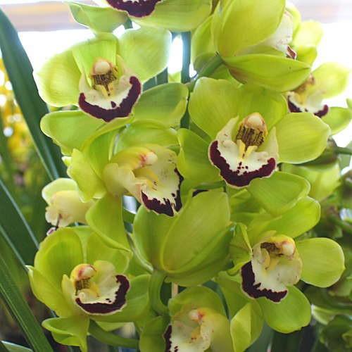 シンビジューム鉢植え グリーン系3~4本立て「品種はおまかせ