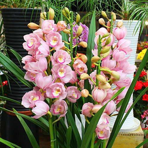 シンビジューム鉢植え ピンク色系 4本立て : クロスリースタイル