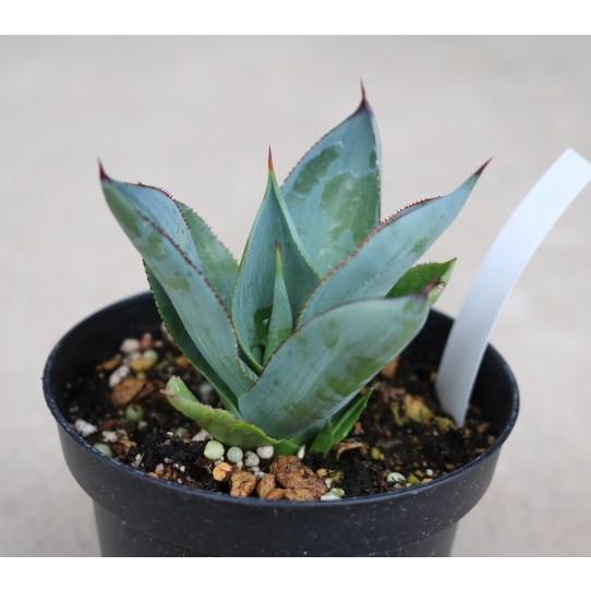 アガベ セルシーノバ(Agave celsii nova) : Cultivate Store - 通販