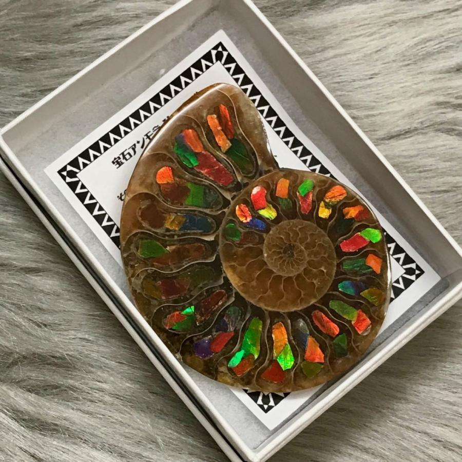 アンモナイト スライス 化石 ペア アンモナイトアンモライト-1