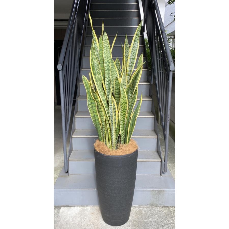 観葉植物 特大 サンスベリア 樹脂製特大鉢クリアブラック 開店祝 開業