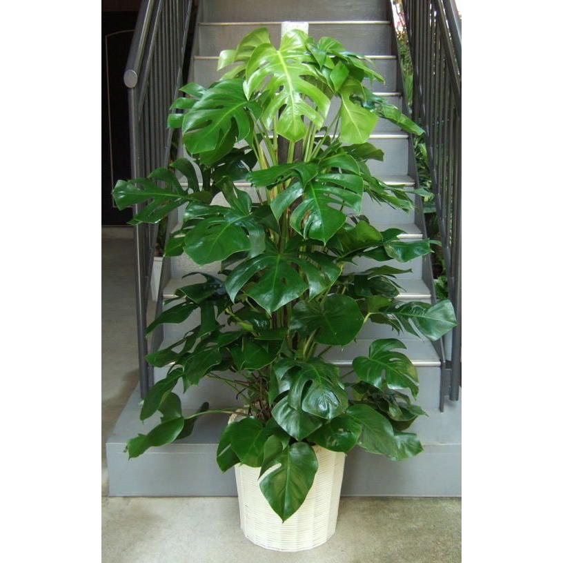 観葉植物 大型 モンステラ 10号 ホワイト鉢カバー付き 開店祝 開業祝