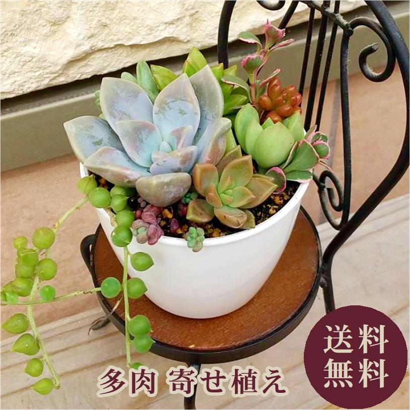 多肉植物 寄せ植えセット 初心者さんセットB 寄せ植え セット 鉢 土
