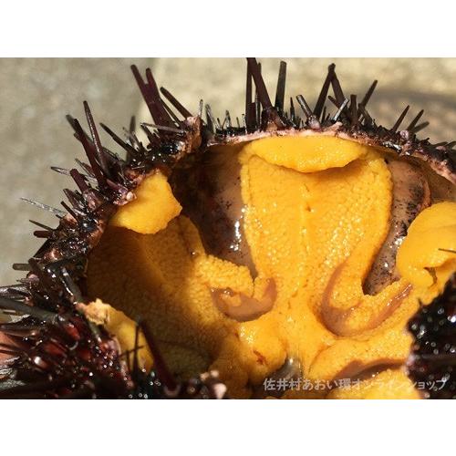 殻付きウニ1kg 青森県佐井村漁協 津軽海峡のキタムラサキウニ 産地直送