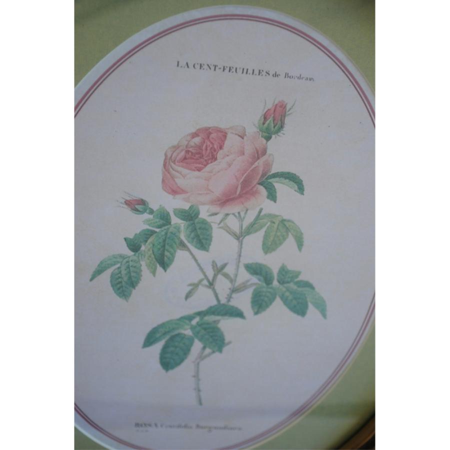 ルドゥーテ 薔薇の額絵 壁掛け 額縁 可愛い アンティーク風 バラ額