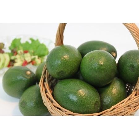 国産アボカド（ベーコン種）1．5kg : アボカドの橋爪農園 - 通販