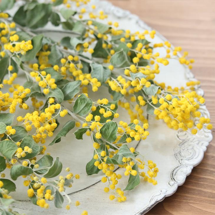 パールアカシア ミモザ ドライフラワー 5本セット （約15〜20cm前後