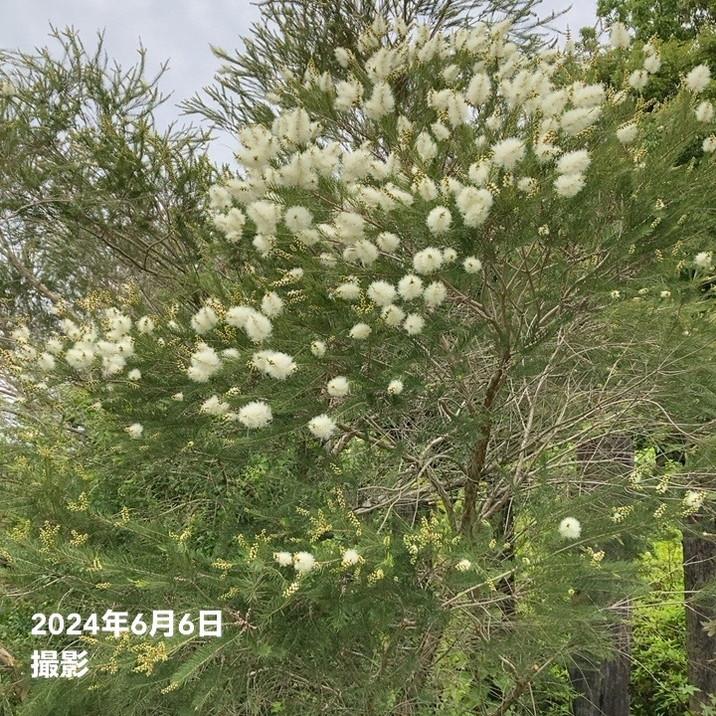 メラレウカ メディカルティーツリー 5号 ※お届けに10日程度かかる場合