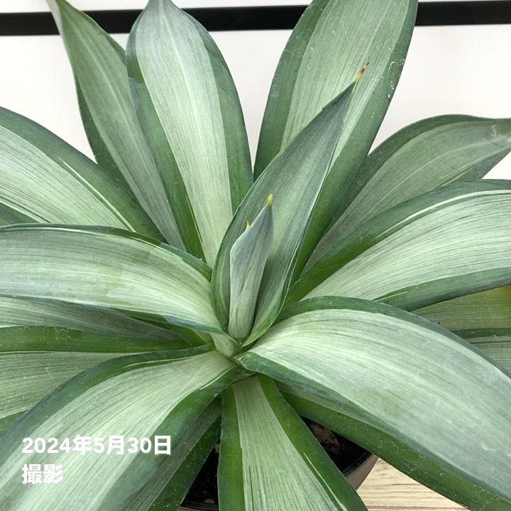 アガベ 6号 デスメティアーナ クイックシルバー｜観葉01-D1 : 赤塚