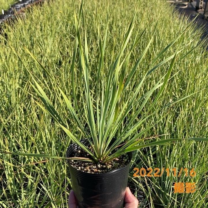 ユッカ 4号 ロストラータ サファイアスカイズ（Yucca rostrata
