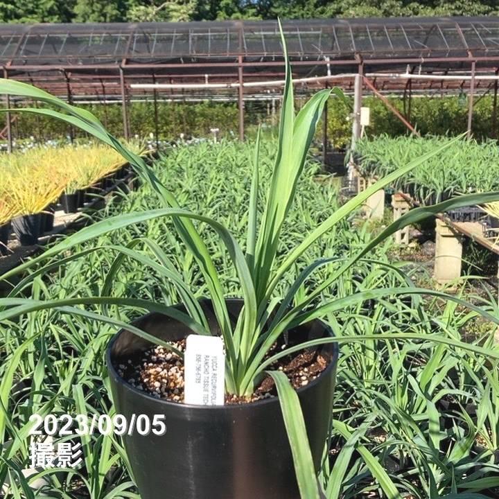 ユッカ 6号 レクルビフォリア（Yucca recurvifolia pendula）｜花木01