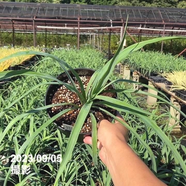 ユッカ 6号 レクルビフォリア（Yucca recurvifolia pendula）｜花木01