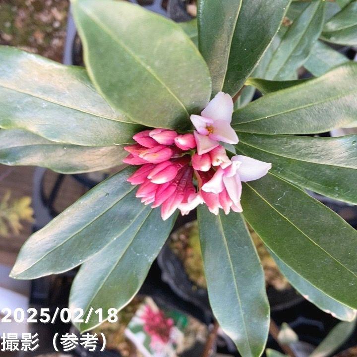 沈丁花 ジンチョウゲ 赤 5号ポット｜花木04-PA : 赤塚植物園ヤフー店