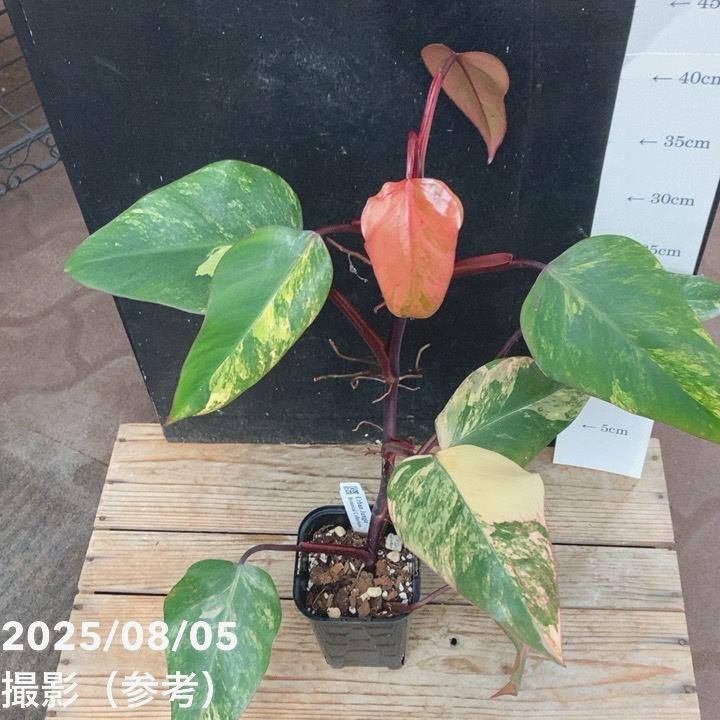 フィロデンドロン ストロベリーシェイク Philodendron cv Strawberry