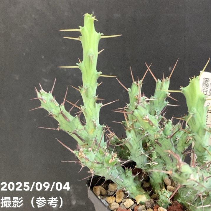 ユーフォルビア アクチノクラダ 2.5号｜観葉04-PA : 赤塚植物園ヤフー