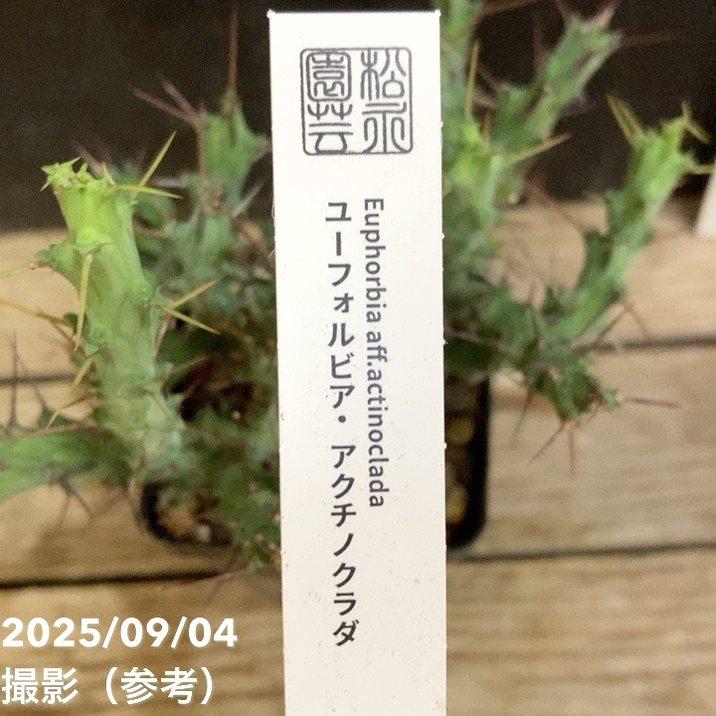 ユーフォルビア アクチノクラダ 2.5号｜観葉04-PA : 赤塚植物園ヤフー
