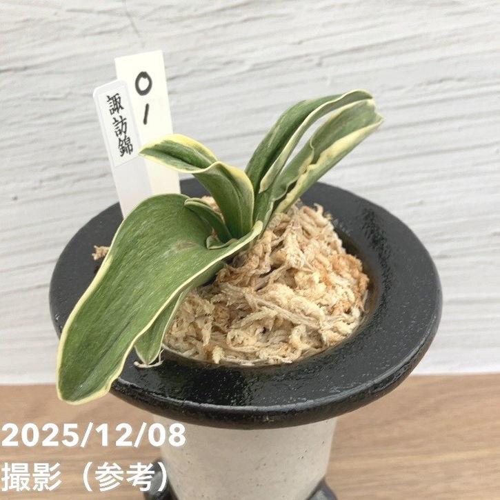 現品お届け】豊明園 万年青 オモト 諏訪錦 陶器鉢（O1）｜観葉10-TU