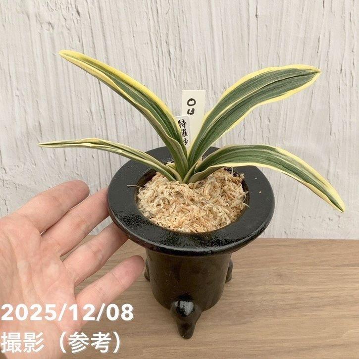 現品お届け】豊明園 万年青 オモト 特羅紗 陶器鉢（O13）｜観葉10-TU