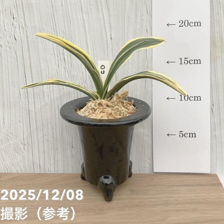 現品お届け】豊明園 万年青 オモト 特羅紗 陶器鉢（O13）｜観葉10-TU