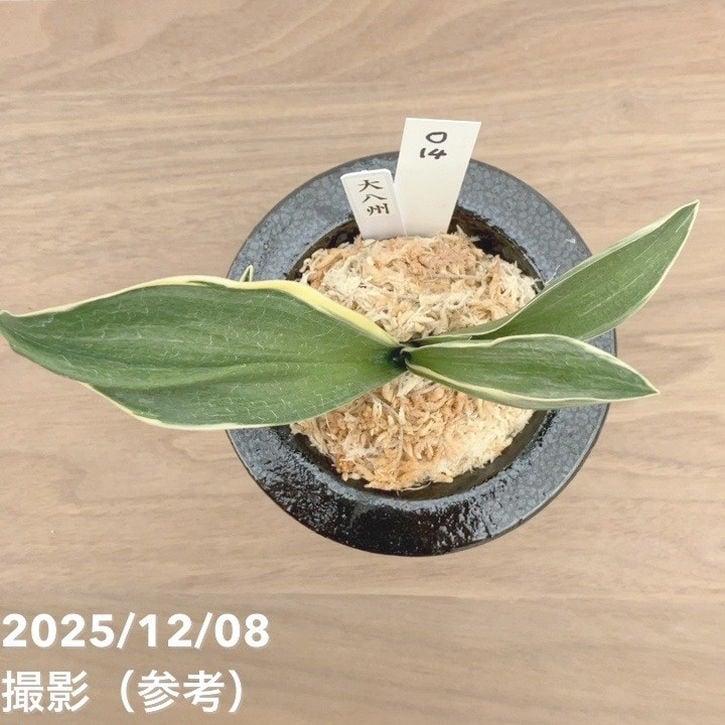 現品お届け】豊明園 万年青 オモト 大八州 陶器鉢（O14）｜観葉10-TU