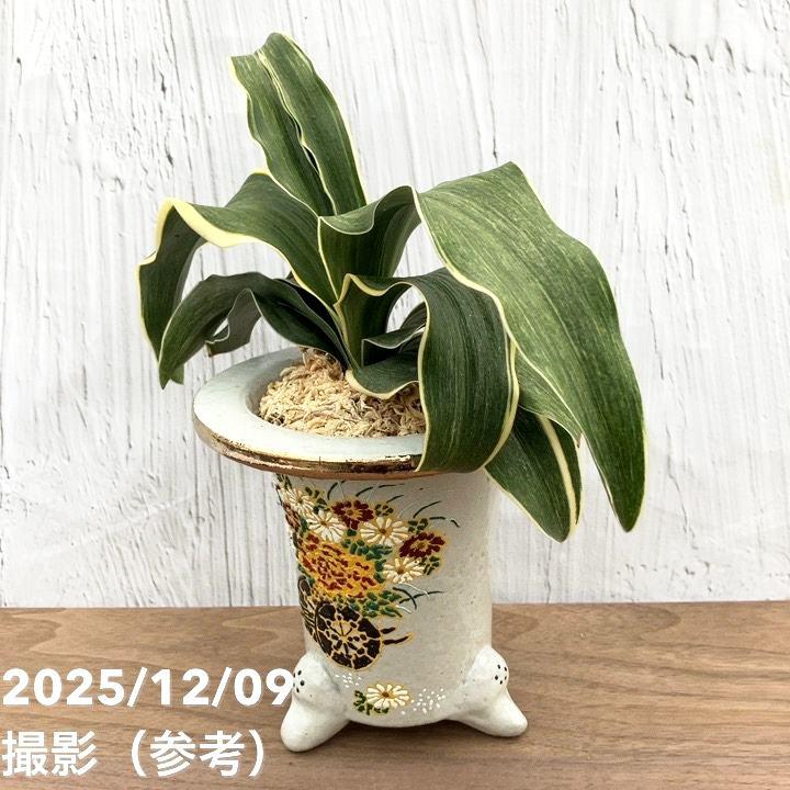 現品お届け】豊明園 万年青 オモト錦明鳳（きんめいほう） 花車鉢（O43