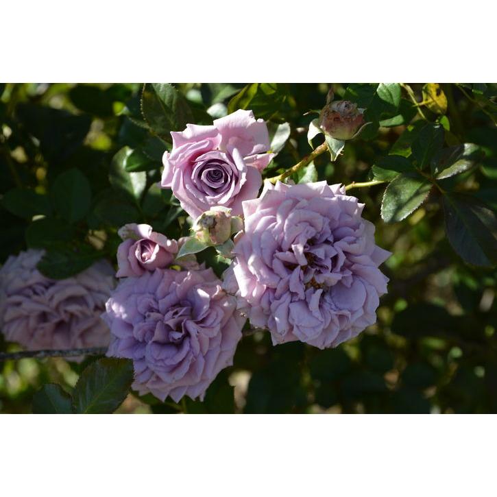 バラ大苗 リリエンタール 7号 ロサ・オリエンティスプログレッシオ