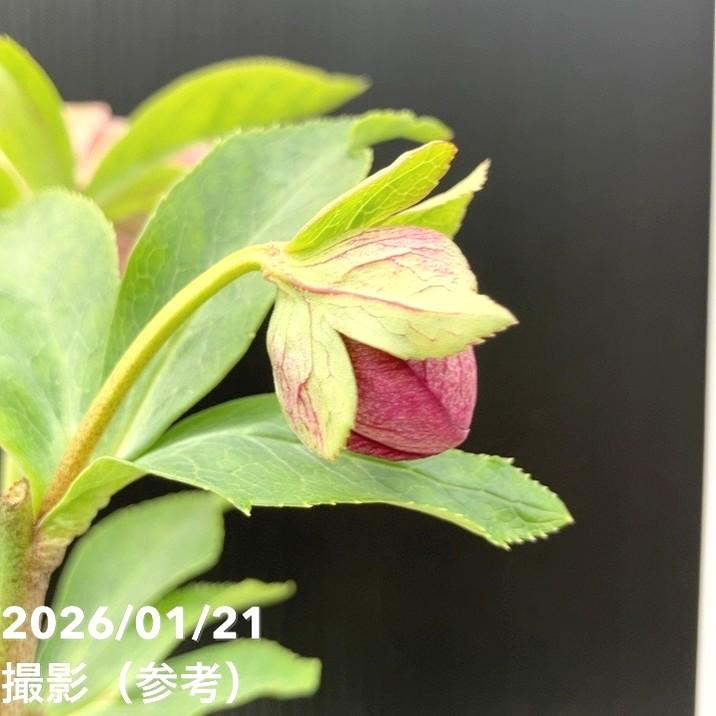 お買い得一点物咲き進み株】加藤農園 クリスマスローズ グロッシー