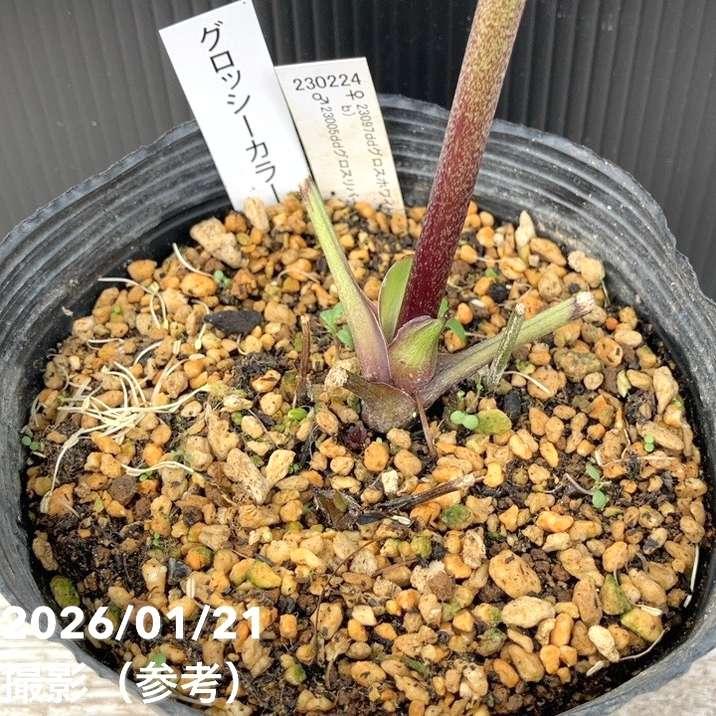 お買い得一点物咲き進み株】加藤農園 クリスマスローズ グロッシー