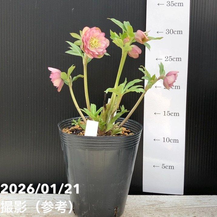 お買い得一点物咲き進み株】加藤農園 クリスマスローズ Little