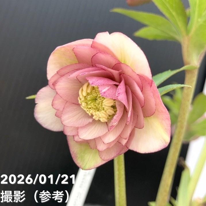 お買い得一点物咲き進み株】加藤農園 クリスマスローズ Little