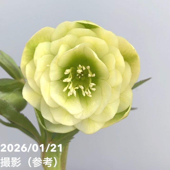 お買い得一点物咲き進み株】加藤農園 クリスマスローズ フレグランス