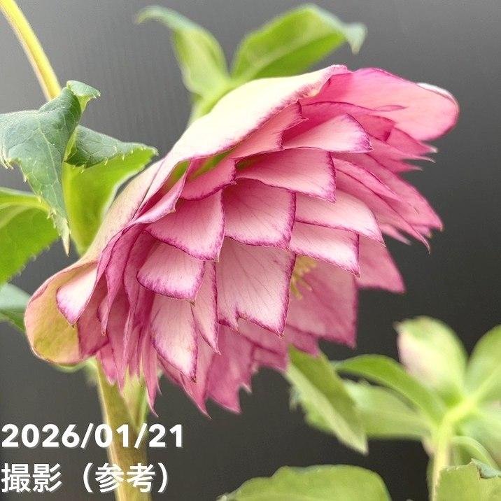 お買い得一点物咲き進み株】加藤農園 クリスマスローズ ピンク