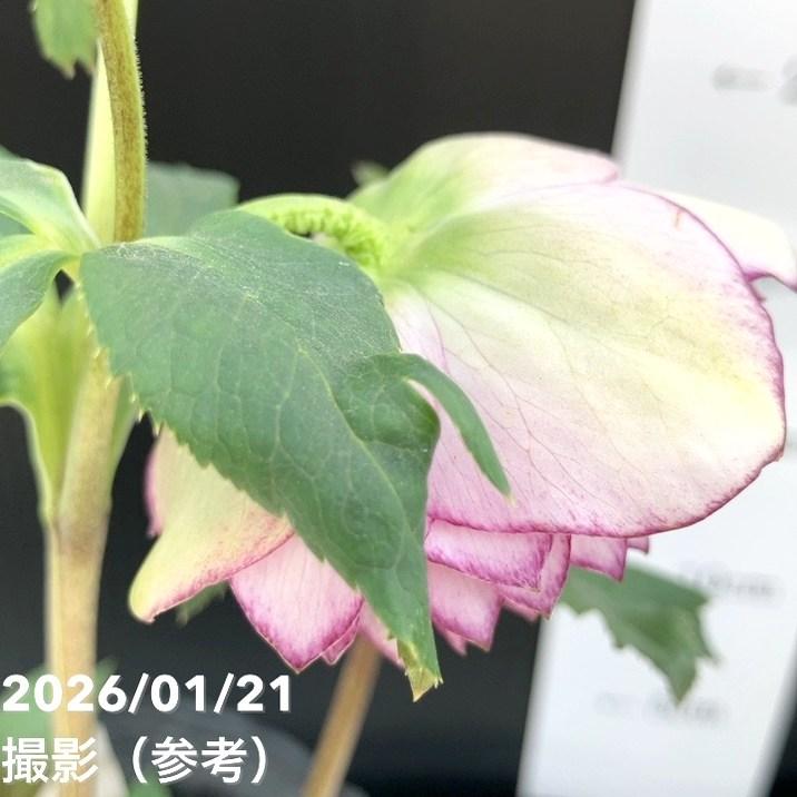 お買い得一点物咲き進み株】加藤農園 クリスマスローズ ピンク