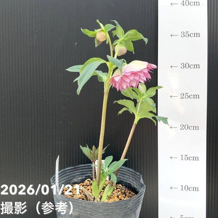 お買い得一点物咲き進み株】加藤農園 クリスマスローズ ピンク