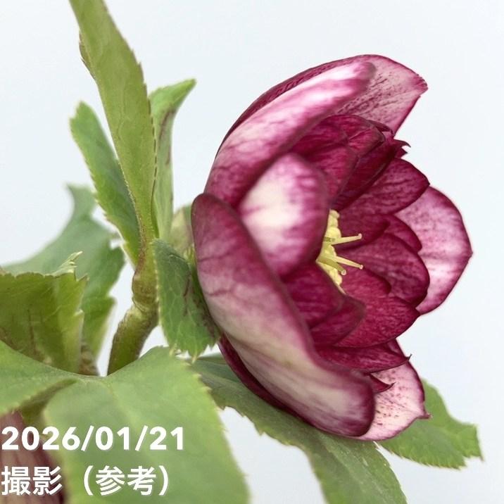 お買い得一点物咲き進み株】加藤農園 クリスマスローズ 4.5号（KT32