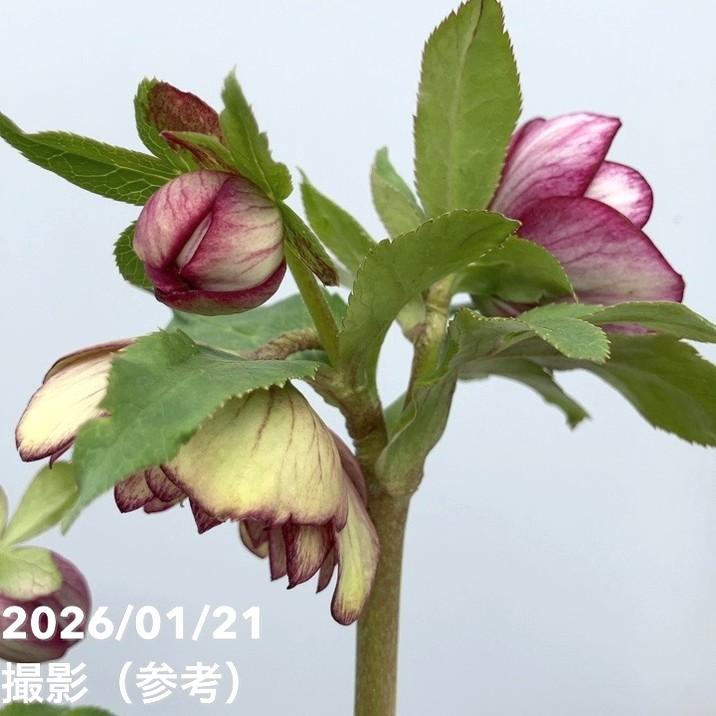 お買い得一点物咲き進み株】加藤農園 クリスマスローズ 4.5号（KT32