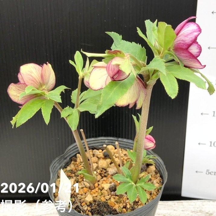 お買い得一点物咲き進み株】加藤農園 クリスマスローズ 4.5号（KT32