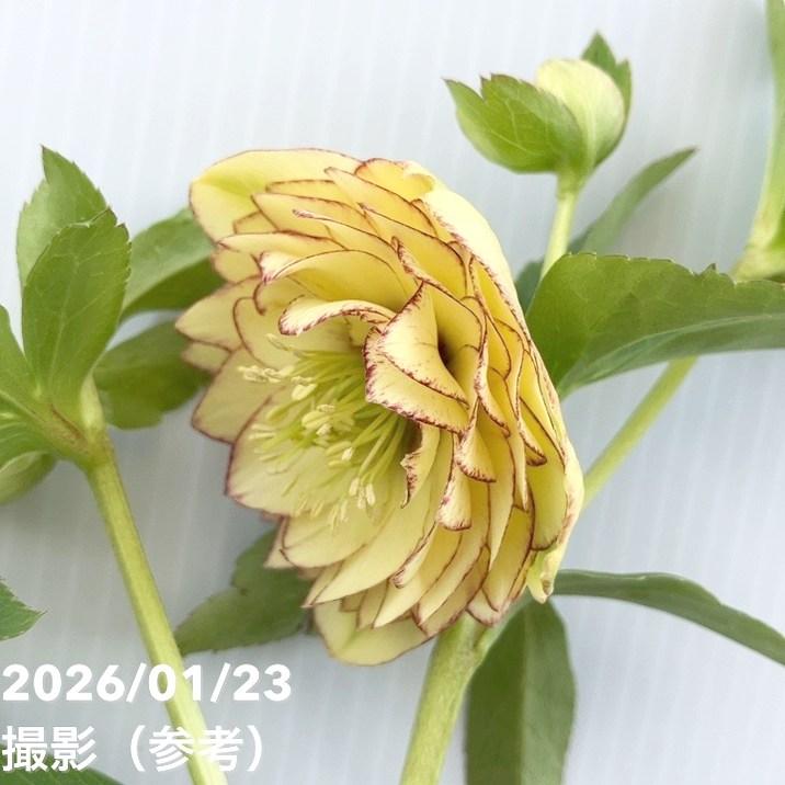 お買い得一点物咲き進み株】加藤農園 クリスマスローズ リトル