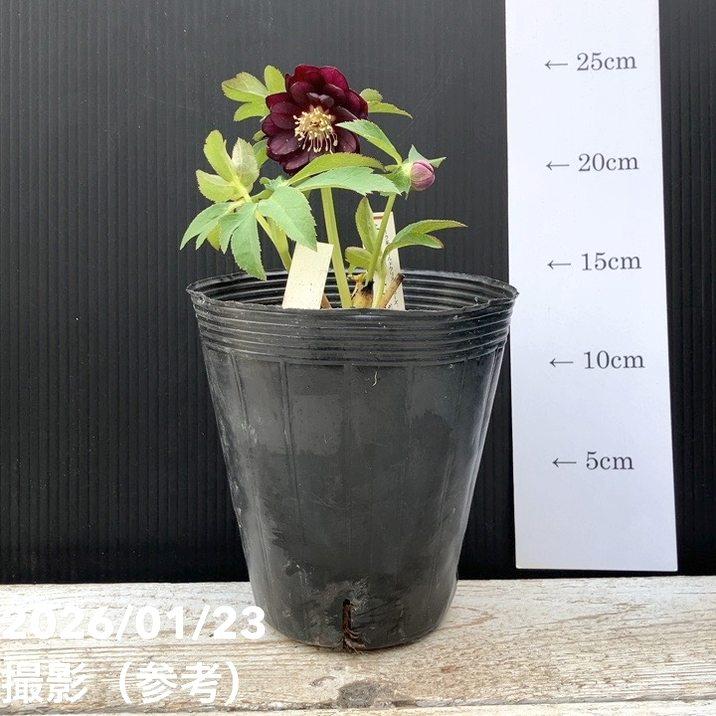 お買い得一点物咲き進み株】加藤農園 クリスマスローズ チョコレート