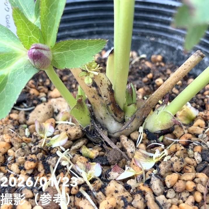 お買い得一点物咲き進み株】加藤農園 クリスマスローズ チョコレート