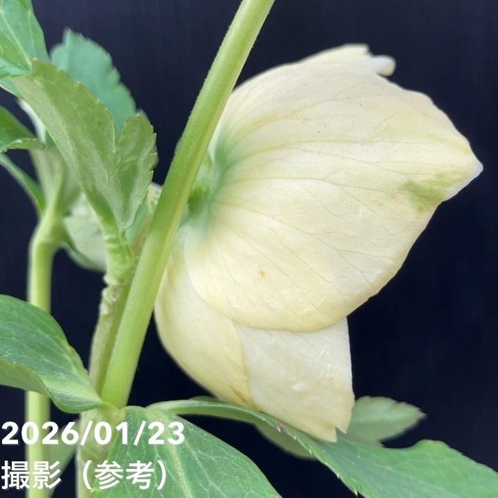 お買い得一点物咲き進み株】加藤農園 クリスマスローズ モーリー 4.5号