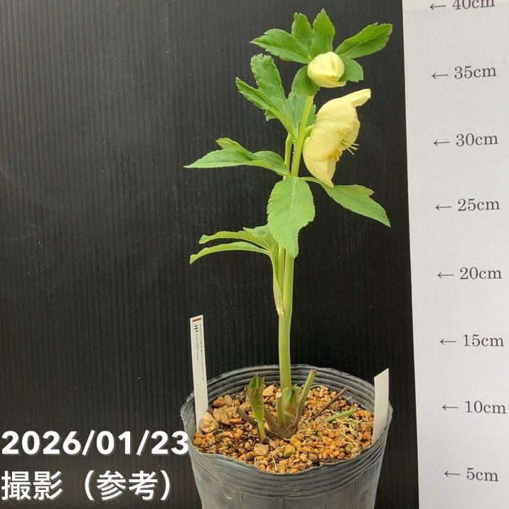 お買い得一点物咲き進み株】加藤農園 クリスマスローズ モーリー 4.5号