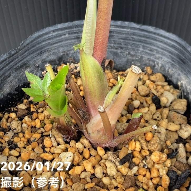 お買い得一点物咲き進み株】加藤農園 多弁系ゴールドクリスマスローズ